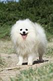 SPITZ ALLEMAND 413